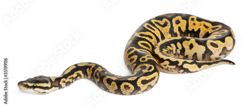 Photo: Female Pastel calico Python, Royal python or ball python Female Pastel calico Python, Royal python or ball python
