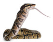 Python Royal python eating a mouse, ball python, Python regius Python Royal python eating a mouse, ball python, Python regius