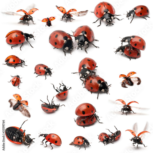 Foto: Collection of Seven-spot ladybirds, Coccinella septempunctata Collection of Seven-spot ladybirds, Coccinella septempunctata