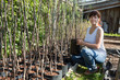 gardener with trees seedlings in pots gardener with trees seedlings in pots