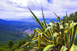 italie; sardaigne; ogliastra : agave et village italie; sardaigne; ogliastra : agave et village