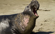 See-Elefant