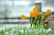 Frühlingsblüher