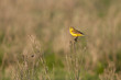Bergeronnette printanière (Motacilla flava - Western Yellow Wag