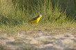 Bergeronnette printanière (Motacilla flava - Western Yellow Wag