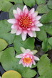 pink Lotus (Water Lily)