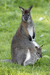 Bennett-Känguru-Familie Bennett-Känguru-Familie