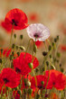 Coquelicots (Papaver rhoeas)dans un champ de céréales (blé /