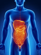 Abdominal organs anteriror view