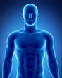 Male figure in anatomical position