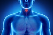 Male thyroid anatomy