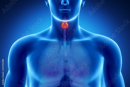 Illustration: Male thyroid anatomy Male thyroid anatomy