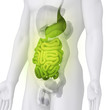 Male GUTS and STOMACH anatomy illustration on white ANGLE VIEW