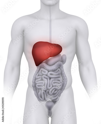 Illustration: Male LIVER anatomy illustration on white Male LIVER anatomy illustration on white