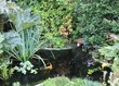 bassin de jardin et carpes koï