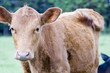 Calf