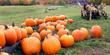 Farm fresh pumpkins