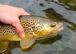 Catch and Release Fly Fishing, Brown Trout