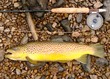 Large Brown Trout, fly fishing rod and reel