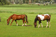 Photo: Two horses grazing on grassland Two horses grazing on grassland
