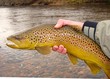 Large Brown Trout, Salmo trutta, Fly Fishing White River