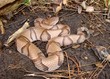 Osage Copperhead, Agkistrodon contortrix phaeogaster