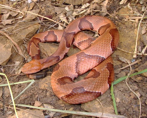 Photo: Osage Copperhead, Agkistrodon contortrix phaeogaster Osage Copperhead, Agkistrodon contortrix phaeogaster