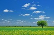 Foto: Spring Landscape Spring Landscape
