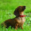 dachshund on grass