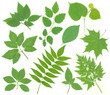 Set of green leaves isolated on white background