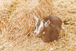Sheep Resting in Hay Yard