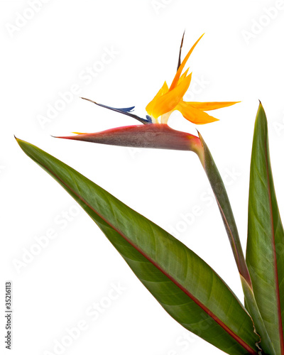 Photo: Oiseau du paradis Oiseau du paradis