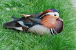 Colorful plumage of Mandarin male duck