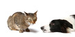 Hund und Katz 3/2011