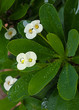 HRD Crown of thorns flower 1