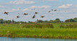 Flying geese in a Dutch landscape