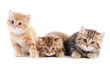 little british shorthair kittens cat