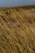 Blowin' in the wind 2