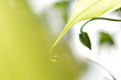 Formes Florales