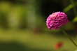 Fleur Boule Violette