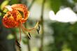 Lys (Longs Pistils)