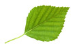 Birch leaf Birch leaf