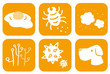 allergen pict