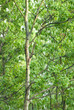 Photo: Trees Background Trees Background