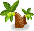 Coconut tree