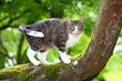 Katze auf der Jagd