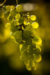 Foto: wein wein