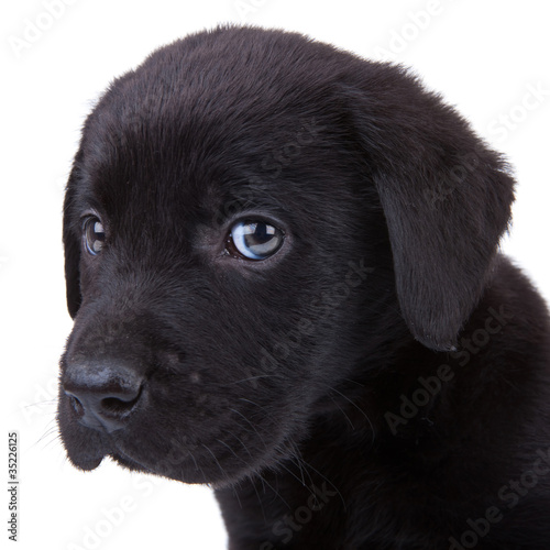 Photo: black labrador retriever puppy black labrador retriever puppy