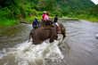 Thai Elephant trekking Thai Elephant trekking