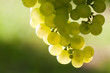 Weinreben 11.124